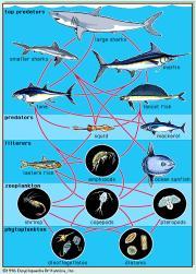 low rate of energy transfer between trophic levels - lower trophic levels have many more organisms than