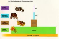 Transfers About 10% of total energy consumed in one trophic level is incorporated into organisms of the next