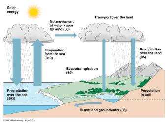 from reservoirs Carbon Cycle - cyclical relationship of photosynthesis and respiration - water availability is key factor that regulates