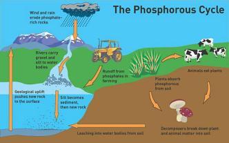 Inorganic phosphate is then distributed in soils and water from rain and weathering of rocks 2.