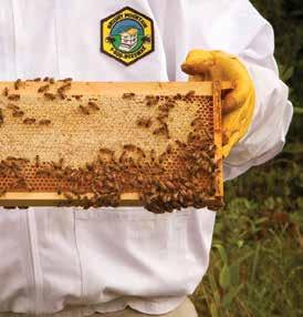 SUSTAINABILITY HONEYBEES In 2009, as part of an effort to show how an industrial enterprise can coexist with the agricultural & farming community and positively contribute to both, Mannington s New