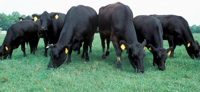 BEEF CATTLE Virginia Livestock The livestock industry in the Commonwealth of Virginia has a long tradition and is an important source of revenue for producers.