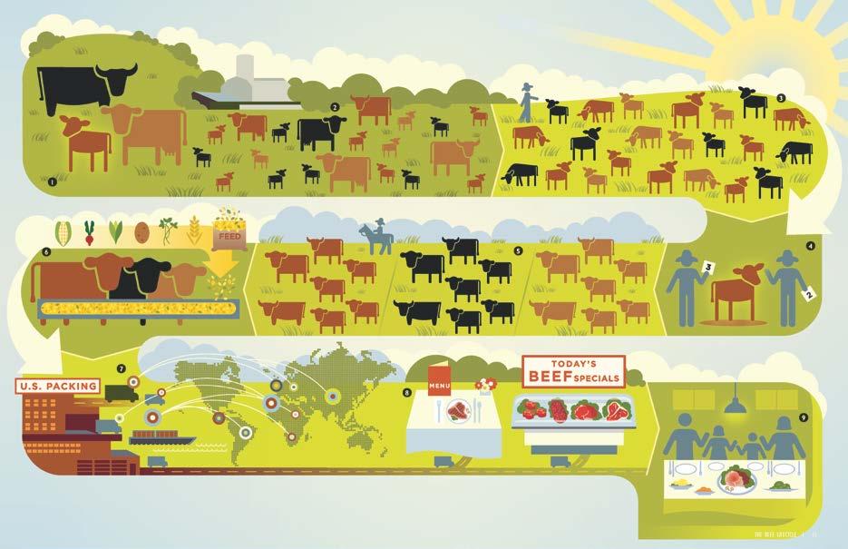 Beef Production Overview The beef production process begins with selection for breeding.