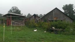 Cow-Calf Farms Cow-Calf Farms and ranches breed cows to produce beef calves.