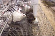 These differences were still apparent at 10 weeks of age, with purebred Californian rabbits 12% lighter than the average of other breeds.