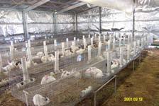 6. Ongoing Research Support for Industry The meat rabbit industry in Australia has grown considerably over the life of the Crusader project, from production of 106 tonnes of meat in 1999 to an