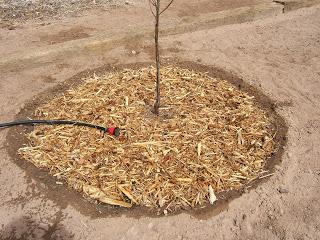 Mulch Basin Mulch basins may be used as an irrigation or disposal field for graywater Prevent runoff Prevent
