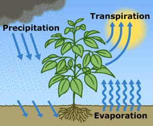 EVAPOTRANSPIRATION (ET) ET is a loss of water to the atmosphere by the combined processes of evaporation from soil and