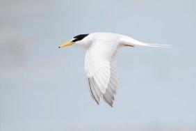 corridors 172 birds in Durmitor Water birds in the middle and lower Drina (Tern) Charismatic mammal species