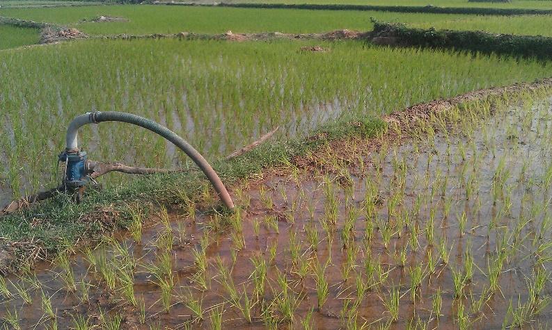 Alternate Wetting and Drying in Rice Rice yields under AWD increased by 14% and 55% during winter and monsoon rice crops, respectively, compared to the Normal Irrigation (NI) Water