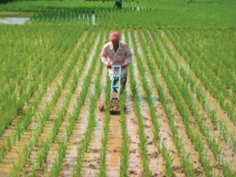 System of Rice Intensification Proper land levelling