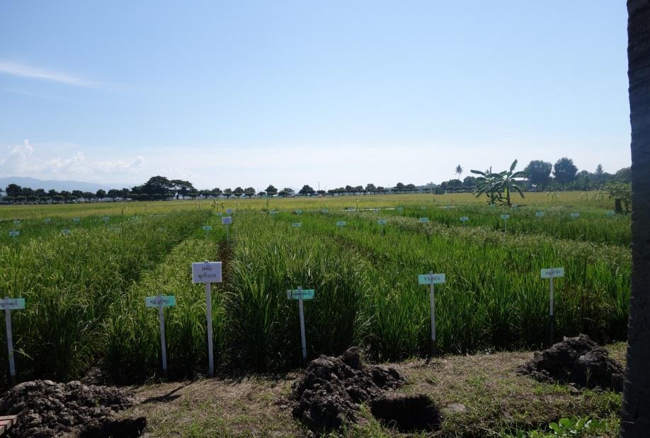 Climate-resilient rice varieties Varieties suited for different agro-ecological zones Resistant to drought, salinity,