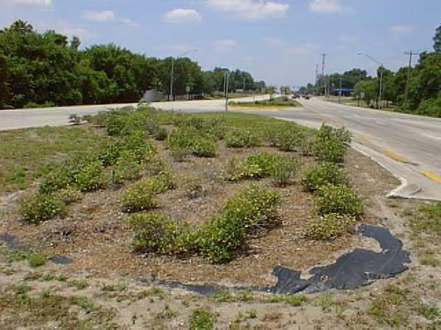 LANDSCAPING: 90% of landscape vegetation is maintained in a healthy, attractive condition. NOTE: Rate all landscaping in the sample point located within the limits of the right of way.