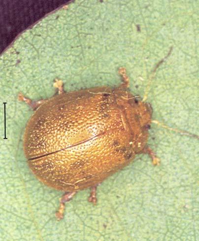 Forest and Timber Insects in New Zealand No. 10 Eucalyptus tortoise beetle Based on J. Bain 1977 Insect: Paropsis charybdis Stål (Coleoptera: Chrysomelidae) Fig. 1 Eucalyptus tortoise beetle.