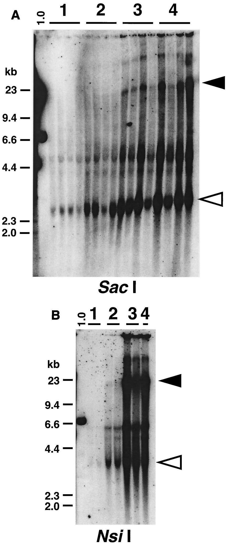 VOL. 76, 2002 VECTOR DOSE RESPONSE IN raav TRANSDUCTION IN LIVER 11347 FIG. 2. Southern blot analyses of raav vector genomes in the liver. Vector forms in AAV-hF.