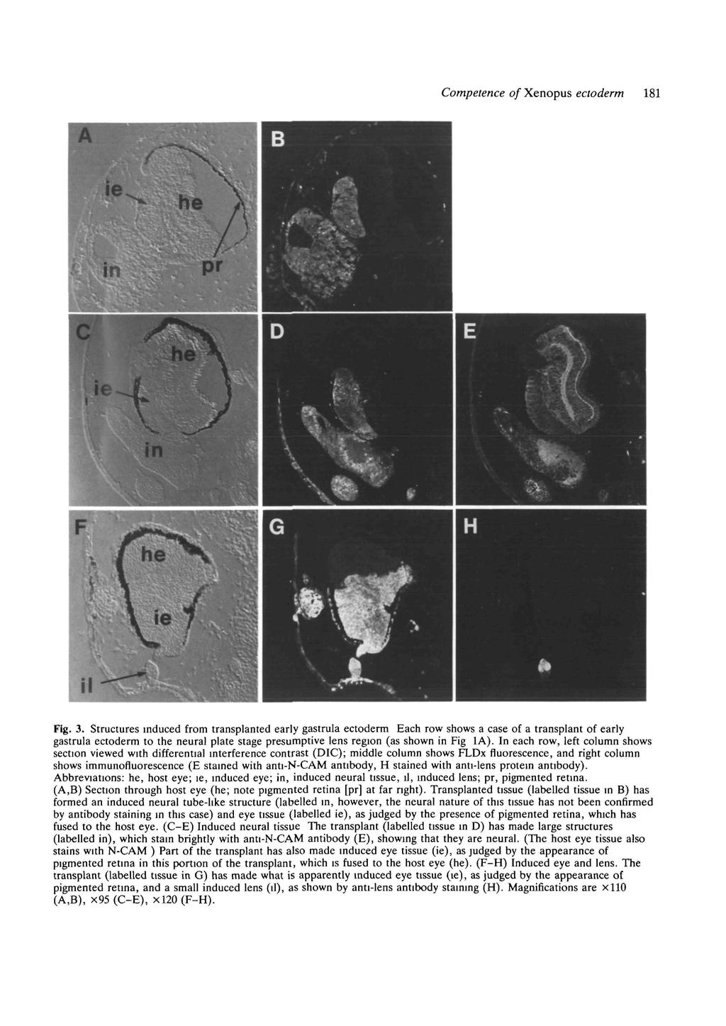 Competence of Xenopus ectoderm C 181 Ol Fig. 3.