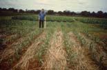 Drainage Could provide important traits for breeding new salt tolerant crops.