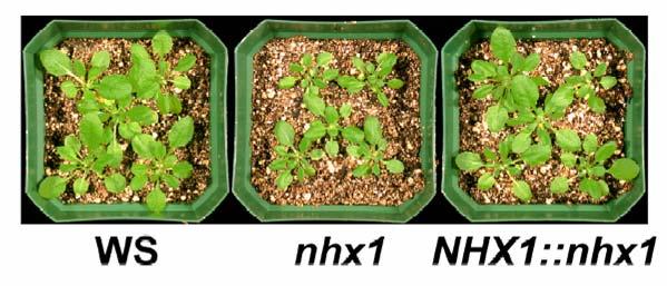 al, 2005). Only ONE gene? DNA arrays from plants exposed to 100 mm NaCl (sublethal!