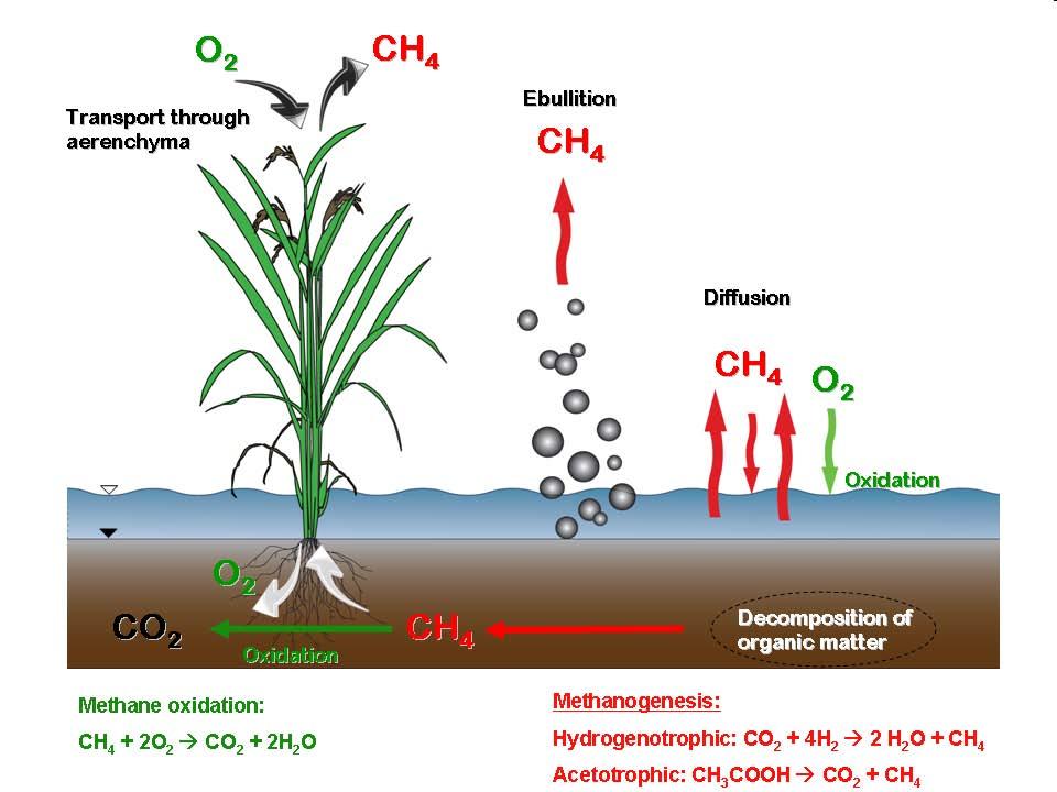 Rice Varieties Fertilizer Water regime\ Anaerobic and Anoxic condition Soil Properties Denier