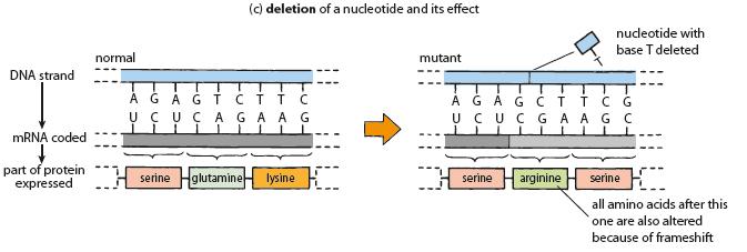 I can describe causes and effects of frameshift mutations All amino acids after the deleted nucleotide are