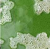 Diesel Green Gasoline Algae Microbes