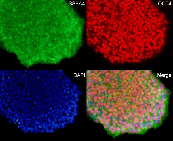 Example data Figure 1 Induced pluripotent stem cells (ipsc) were stained for pluripotent markers SSEA4 and OCT4