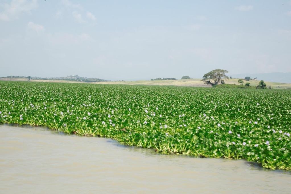 Picture: Water hyacinth mat in Achera,