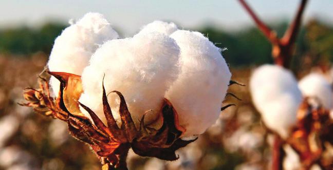 Cotton 2040: Proposals for cross-industry