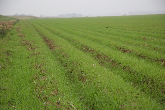 Cover Crop Reduce runoff from water erosion Increase soil organic matter content reducing nutrient inputs. Capture and recycle or redistribute nutrients in the soil profile.
