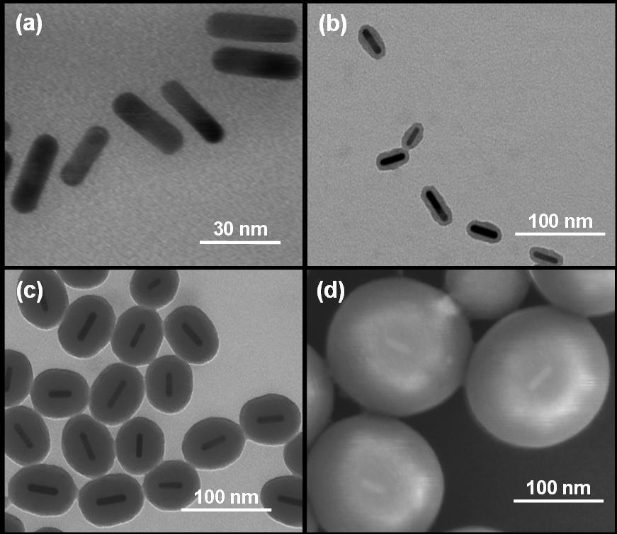 Figure 4.5: (a) TEM image of PEGylated gold nanorods; TEM images of gold-silica core-shell nanorods with (b) 6 ± 0.5 nm (N = 100) and (c) 20 ± 3.