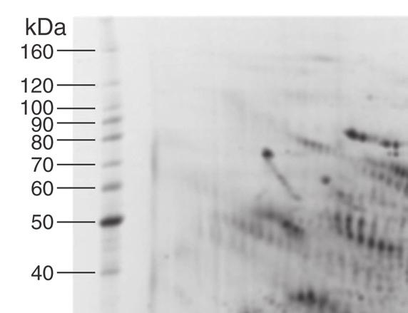 1424 á1132ñ Residual Host Cell Protein / General Information USP 39 2-D SDS-PAGE/Western blot Immunoaffinity binding/ 1- or 2-D SDS-PAGE Table 3.