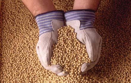 December 2009 The Seed Price Premium 6 Dramatic inflation in the GE seed-to-soybean premium occurred in step with the adoption of Roundup Ready (RR) soybeans.
