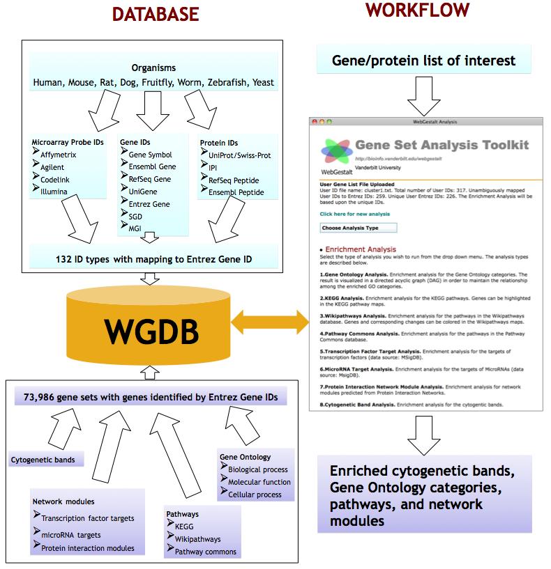 WebGestalt: Web-based Gene Set Analysis