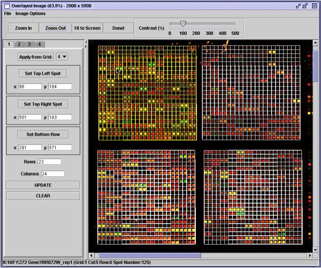 Gridding: align a grid to the spots Segmentation: identify the shape of each spot