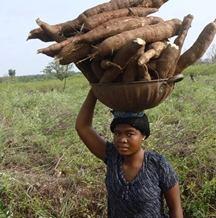 significant percentage are women More than 95% of production and processing is by rural communities Nigeria could easily double its cassava