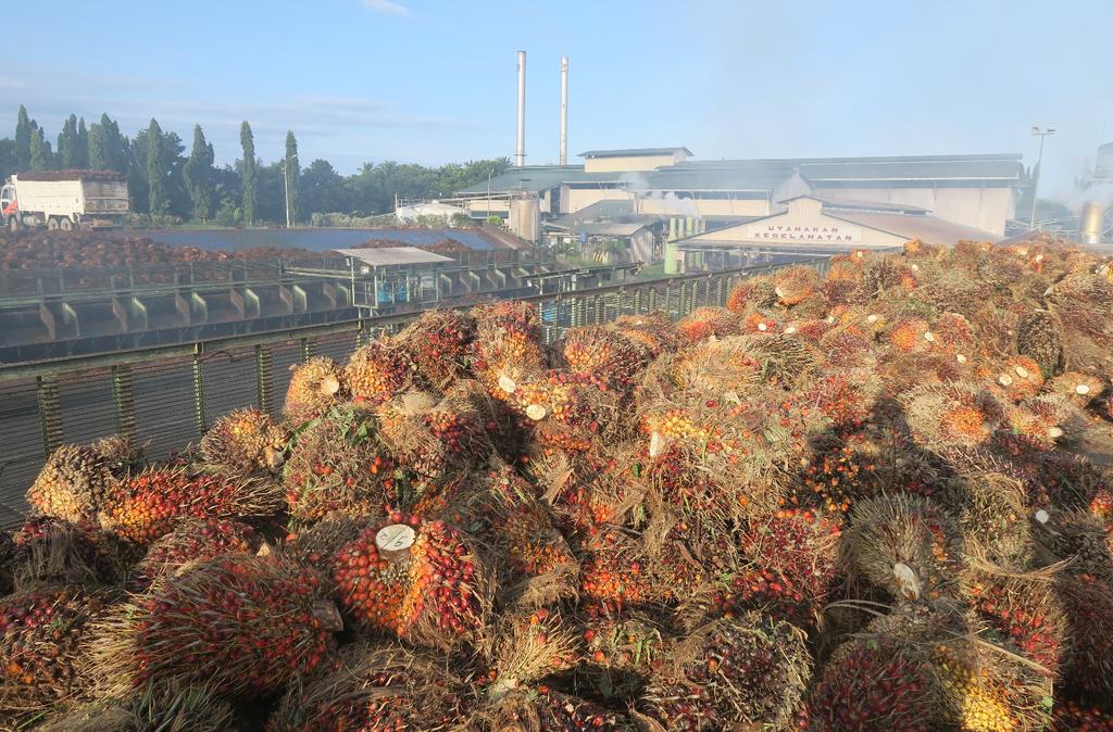 Resilience in the palm oil value
