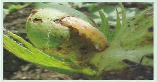 Other aspects highlighted were that the Bt cotton technology was meant to target only one type of pest.