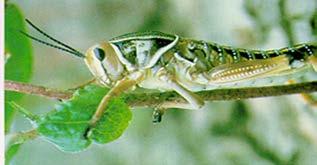 Review of literature shows that the primary function of Bt cotton is to control the bollworms infestation on cotton (Vannila, Sabesh, and Banbawale 2007).