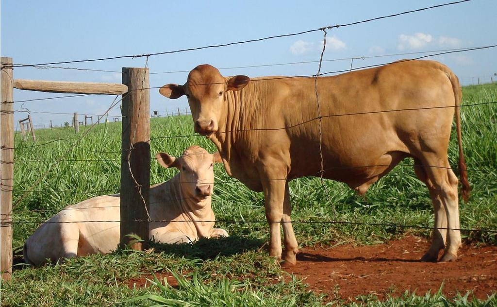 Maximizing Productivity Reduces Total Maintenance Costs & Resource Use - Beef In Brazil, only 62% of beef cows produce a live calf 4 year age at