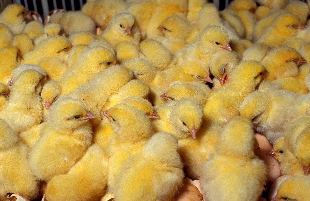 Maximizing Productivity Reduces Total Maintenance Costs & Resource Use - Poultry Sources: Created by Dr. Judith L.