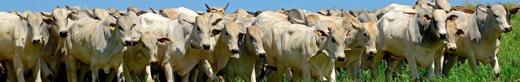 thousand tonnes thousand tonnes Brazil & Argentina: beef supply to increase in 218 Brazil & Argentina are set to increase beef production by 5% and 4%, respectively Brazilian beef sector After having