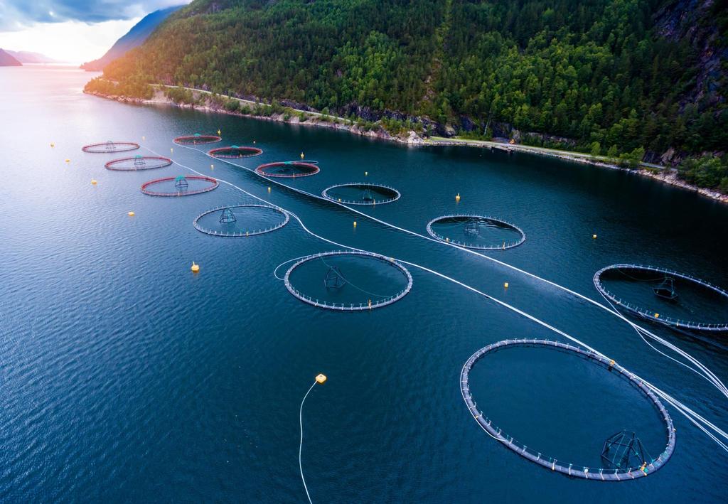 27 28 29 21 211 212 213 214 215 216 217e 218f million tonnes Aquaculture continues to drive seafood supply growth Sustainable growth in the seafood industry solely depends on aquaculture, although we