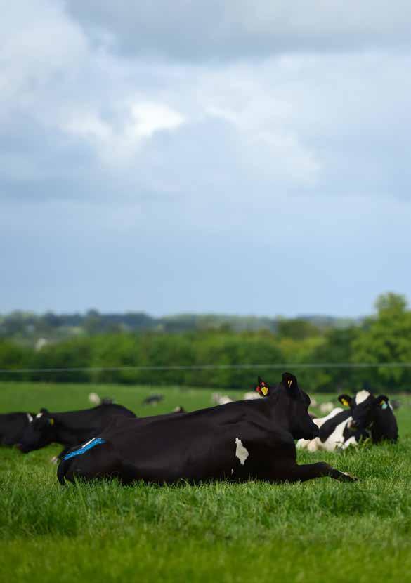 Introduction The abolition of milk quotas earlier this year has been the most fundamental change in the Irish dairy industry in a generation.