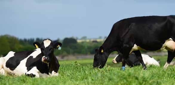 Expansion or conversion to dairying entails risk as additional infrastructure investment must be financed from the existing farming business.