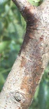Fire blight management decision: Apply a copper spray at green tip! Reduces inoculum from cankers missed during pruning.