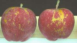 Other applications for copper on apples Labeled for fire blight during