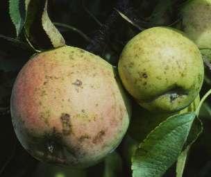 To control summer diseases & fruit rots: > Often causes lenticel spotting