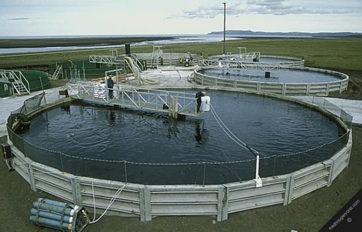 Aquaculture A slowly growing sector in Iceland for