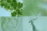 Photosynthetic Fix carbon dioxide into complex organic