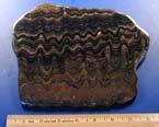 Stromatolites Cyanobacteria colonies sediments Cyanobacteria colonies Effect?